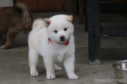 成約済の岐阜県の柴犬-247165の1枚目