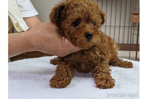 成約済の千葉県のトイプードル-246711の18枚目