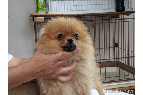 成約済の千葉県のポメラニアン-229360の2枚目