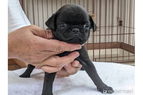 成約済の千葉県のパグ-247185の8枚目