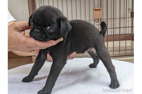 成約済の千葉県のパグ-247185の7枚目