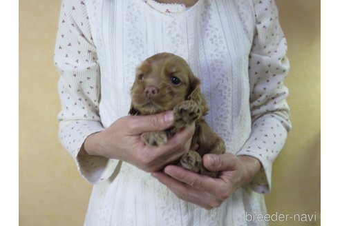 成約済の愛知県のアメリカンコッカースパニエル-242854の12枚目