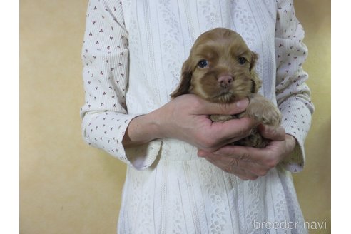 成約済の愛知県のアメリカンコッカースパニエル-242854の10枚目