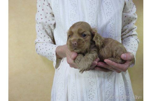 成約済の愛知県のアメリカンコッカースパニエル-242854の10枚目