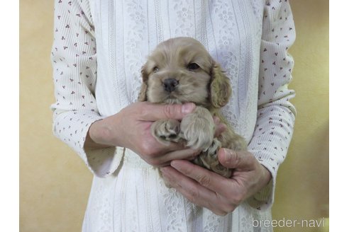 成約済の愛知県のアメリカンコッカースパニエル-242855の10枚目
