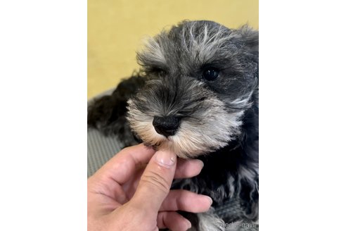 成約済の三重県のミニチュアシュナウザー-241152の7枚目