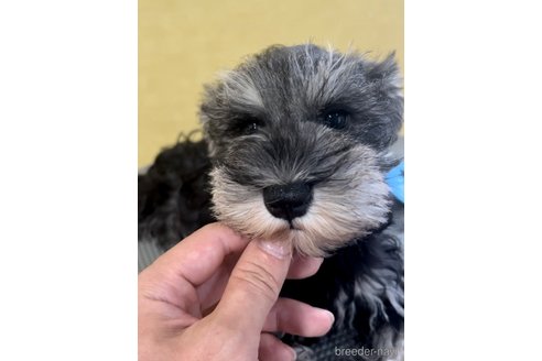 成約済の三重県のミニチュアシュナウザー-241152の9枚目