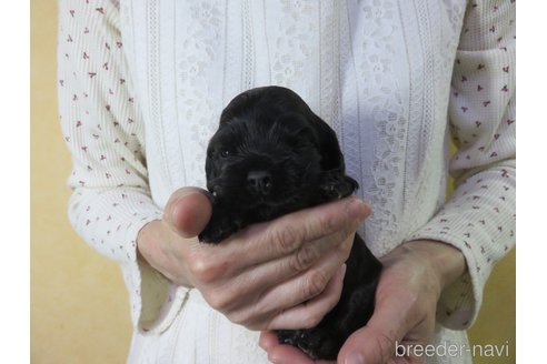 成約済の愛知県のアメリカンコッカースパニエル-245044の8枚目