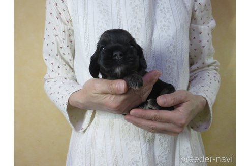 成約済の愛知県のアメリカンコッカースパニエル-245045の13枚目