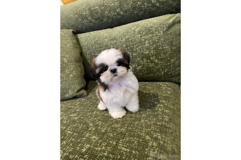 成約済の福岡県のシーズー-247278の1枚目