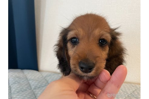 成約済の東京都のカニンヘンダックスフンド(ロングヘアード)-246494の1枚目