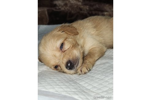 成約済の福岡県のミックス犬-247330の7枚目