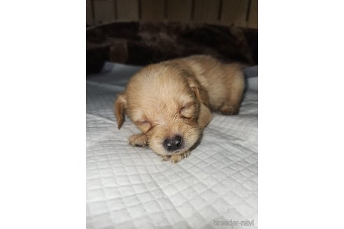 成約済の福岡県のミックス犬-247330の8枚目