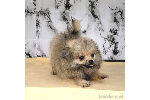 成約済の茨城県のポメラニアン-239643の38枚目