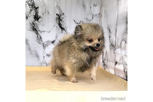 成約済の茨城県のポメラニアン-239643の37枚目