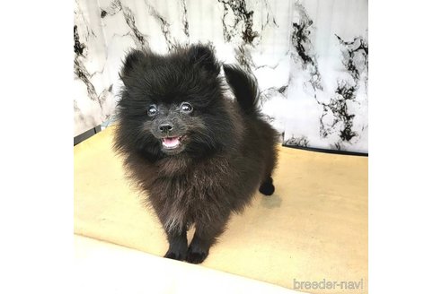 成約済の茨城県のポメラニアン-239646の6枚目
