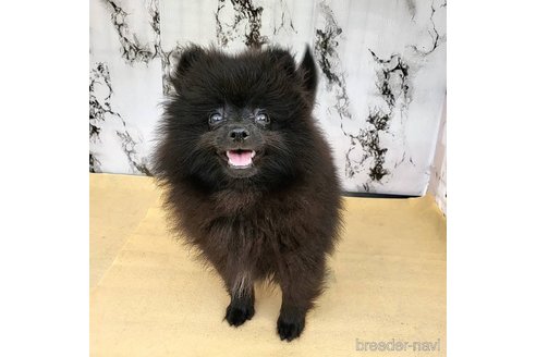 成約済の茨城県のポメラニアン-239646の7枚目