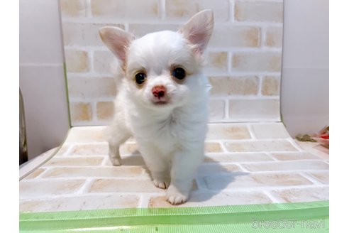 成約済の東京都のチワワ(ロングコート)-247353の4枚目