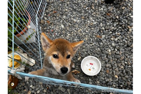 販売中の岡山県の柴犬-234720の6枚目