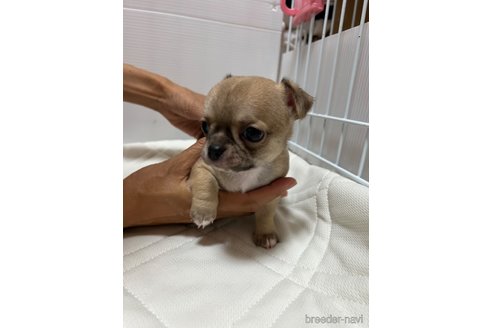 成約済の千葉県のチワワ(スムースコート)-242130の49枚目