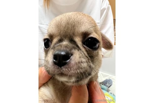 成約済の千葉県のチワワ(スムースコート)-242130の46枚目