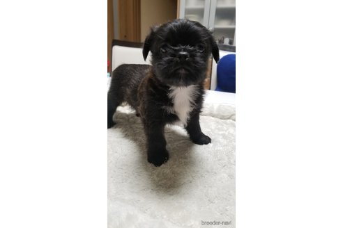 成約済の愛知県のミックス犬-244979の7枚目