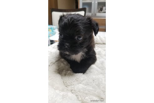成約済の愛知県のミックス犬-244979の6枚目