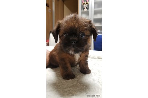 成約済の愛知県のミックス犬-244985の9枚目