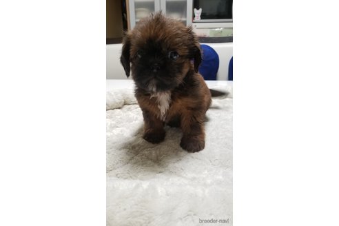 成約済の愛知県のミックス犬-244985の8枚目