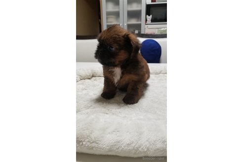 成約済の愛知県のミックス犬-244985の7枚目