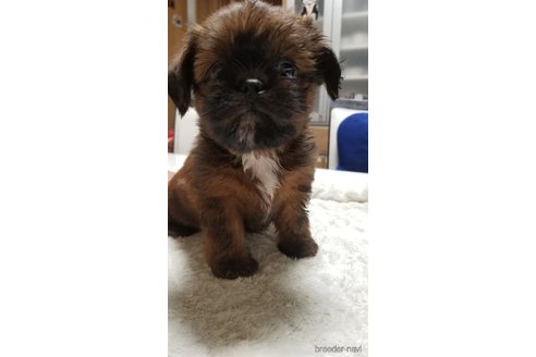 成約済の愛知県のミックス犬-244985の6枚目