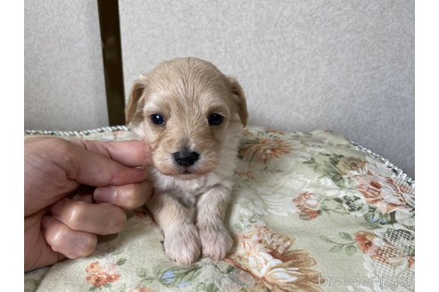 成約済の神奈川県のマルプー:マルチーズ×トイプードル-247432の4枚目