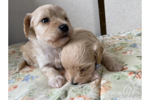 成約済の神奈川県のマルプー:マルチーズ×トイプードル-247432の3枚目