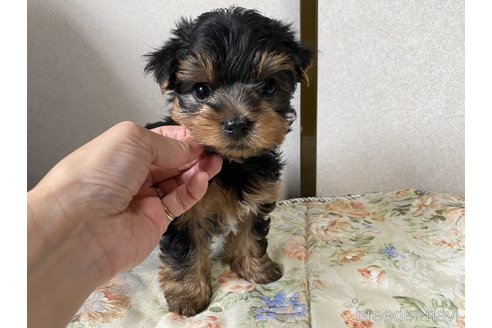 成約済の神奈川県のヨークシャーテリア-247451の3枚目