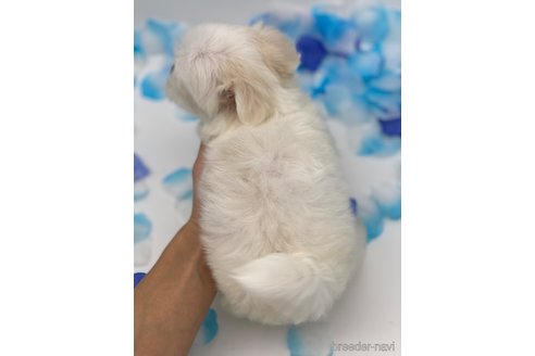 成約済の愛知県のマルチーズ-247478の2枚目