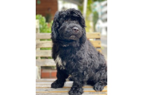 成約済の東京都のその他の犬種-236108の12枚目