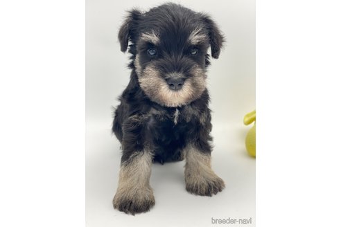 成約済の愛知県のミニチュアシュナウザー-247494