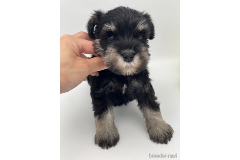 成約済の愛知県のミニチュアシュナウザー-247494の5枚目