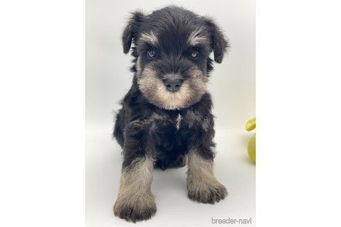 成約済の愛知県のミニチュアシュナウザー-247494の3枚目