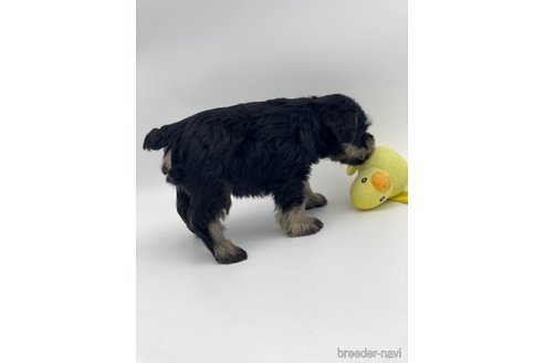 成約済の愛知県のミニチュアシュナウザー-247494の4枚目