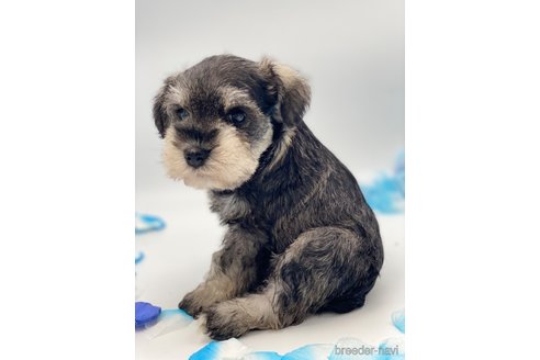 成約済の愛知県のミニチュアシュナウザー-247495の9枚目