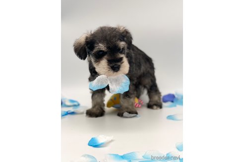 成約済の愛知県のミニチュアシュナウザー-247495の3枚目