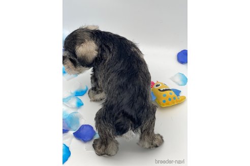 成約済の愛知県のミニチュアシュナウザー-247495の6枚目