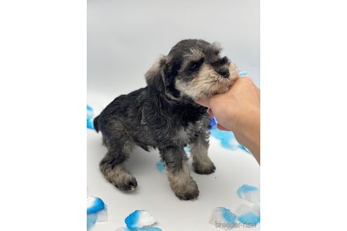 成約済の愛知県のミニチュアシュナウザー-247495の5枚目