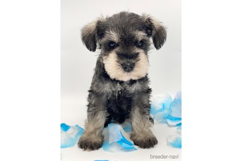 成約済の愛知県のミニチュアシュナウザー-247495の8枚目