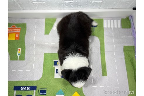 成約済の愛知県のボーダーコリー-247496の3枚目