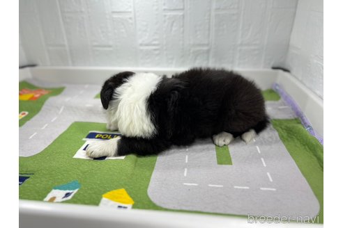 成約済の愛知県のボーダーコリー-247496の4枚目