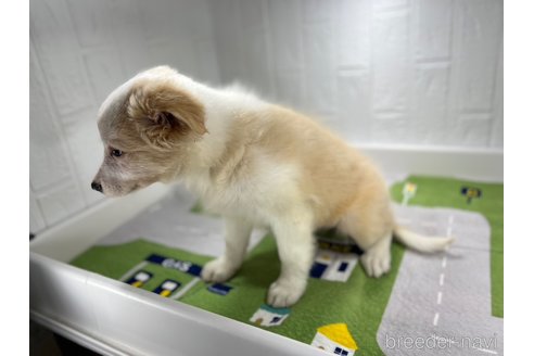 成約済の愛知県のボーダーコリー-247497の3枚目