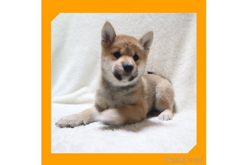 成約済の岡山県の柴犬-239247の2枚目