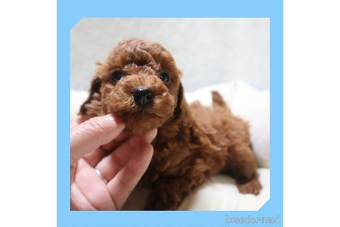 成約済の岡山県のトイプードル-240859の14枚目